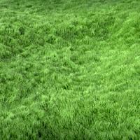 Grass