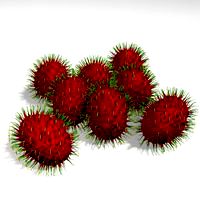 Rambutan