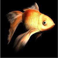 goldfish