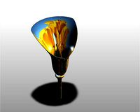 Calla Lily