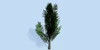 Lowpoly 3Dmodel tree VR AR game 3LOD number11-21