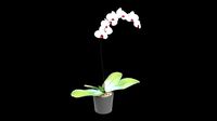 Orchid Phalaenopsis 3D Model