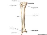 Human fibula