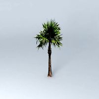 Florida Tatch Palm Tree