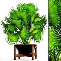 Palm tree