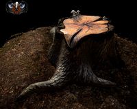 Stump