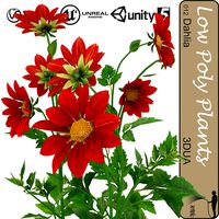 Dahlia universal plant