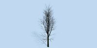 Lowpoly 3Dmodel tree VR AR game 3LOD number22-31