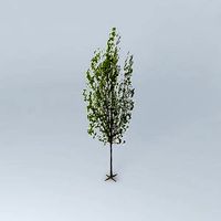 Italian poplar