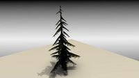 Fir tree