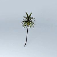 Coconut Palm Cocos nucifera