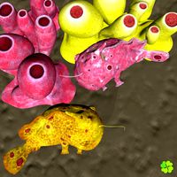 Antennarius rigged low poly