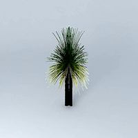 Australian Grass Tree Xanthorroea preissii 1