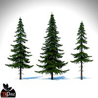 fir-tree