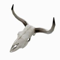 Cow Skull