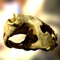 Giant beaver skull