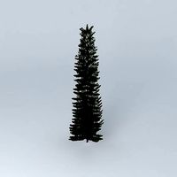 Norfolk Island Pine 3