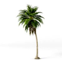 Coconut tree