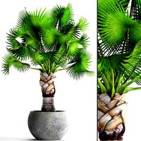 Bismarckia nobilis green palm