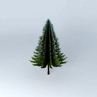 Picea abies  Norway spruce