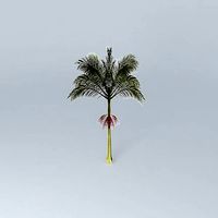 Alexandra Palm Archontophoenix alexandrae 02