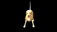 Textured dog