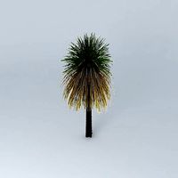 Australian Grass Tree Xanthorroea preissii 2
