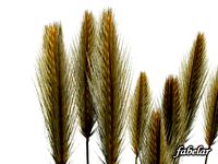 Wheat