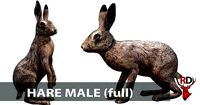 Hare male