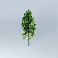 Grey Alder Alnus incana