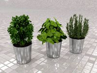 Culinary herbs