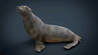 Realitic Seal