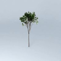 Brigalow Acacia harpophylla 1