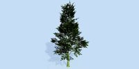 Lowpoly 3Dmodel tree VR AR game 3LOD number72-83