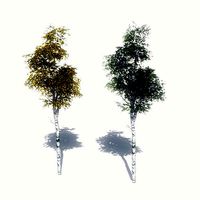FREE Birch Trees Sample Model