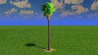 Robusta Palm Tree - Low Poly