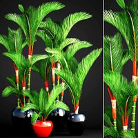 Cyrtostachys renda palm set