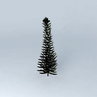 Norfolk Island Pine 1