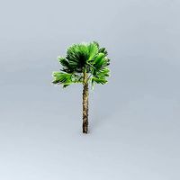 Windmill Large Palm Tree