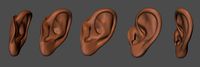 Human ear