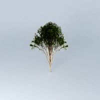 Australian Tea Tree Melaleuca alternifolia 2