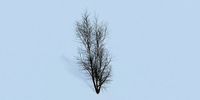 Lowpoly 3Dmodel tree VR AR game 3LOD number28