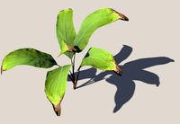 Palm 3D Model