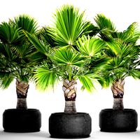 Palm tree