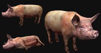 Pig lowpoly