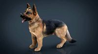 German shepherd