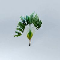 Travelers Palm Tree