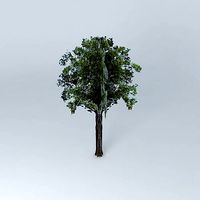 Fraxinus excelsior ash