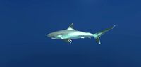Silvertip Reef Shark