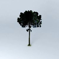 Pine Araucaria